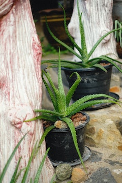 A Refreshing and Nutritious Boost: Pure Aloe Vera Juice