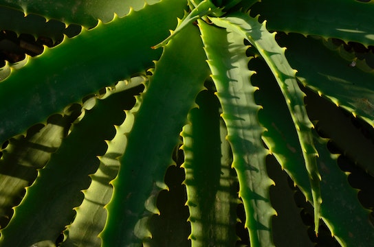ForeverLiving Products USA: Unlocking the Power of Aloe Vera for Optimal Health and Wellness