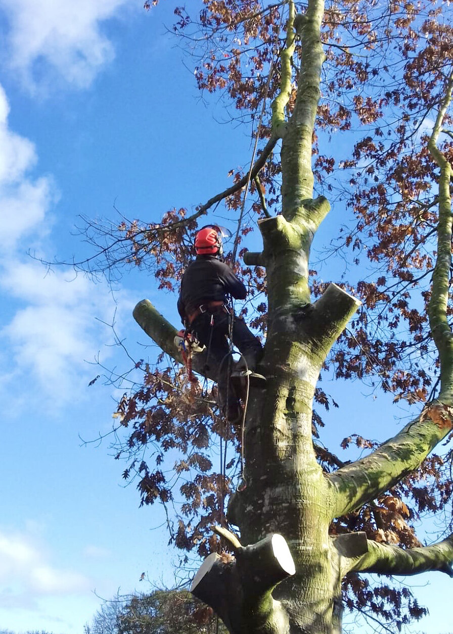 The Art and Science of Tree Surgery in Loughborough
