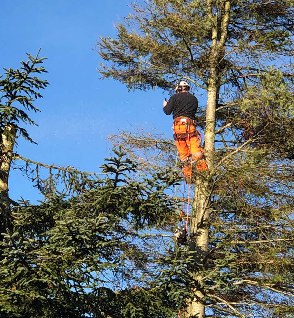 Transforming Loughborough’s Urban Canopy: The Art of Tree Surgery