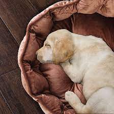 Upgrade Your Pup’s Comfort with Our Top-Rated Dog Beds