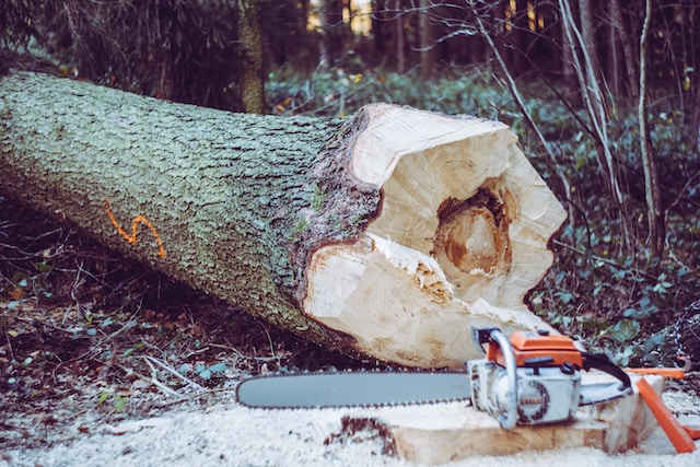 The Art and Science of Tree Surgery in Leicester